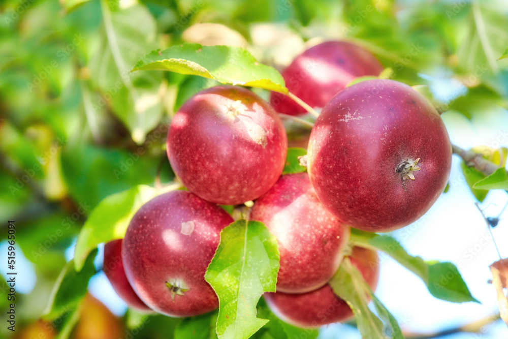 在阳光明媚的日子里，在可持续果园或农场的田地里，新鲜的红苹果长在树上收割