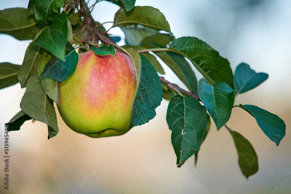 一个绿色的苹果在户外可持续农场的树枝上生长并悬挂