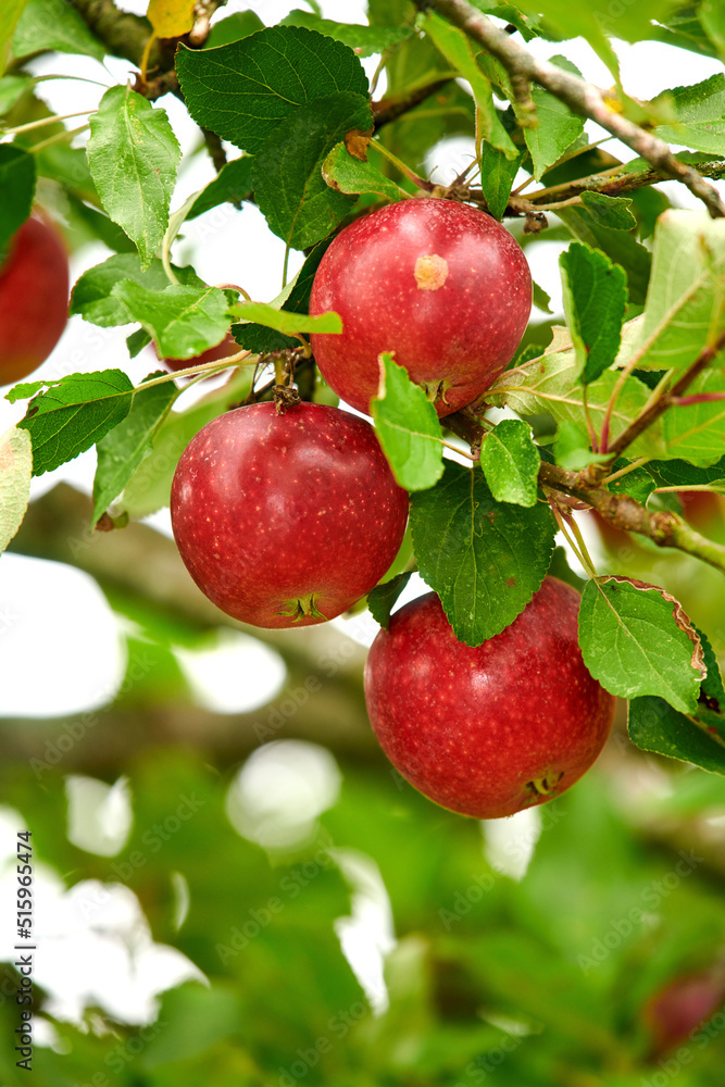 Closeup of red apples growing on a tree branch in summer with copyspace. Fruit hanging from an orcha