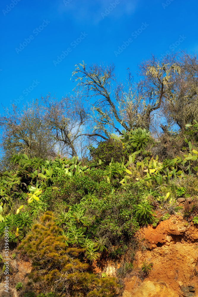 山上的绿色树木与蓝天复制空间。生物多样性自然的复制空间景观