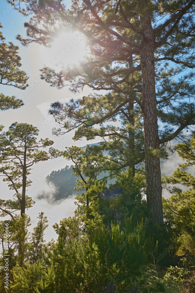 山顶上美丽的高大松林，灿烂的阳光照耀着蓝天。宁静而