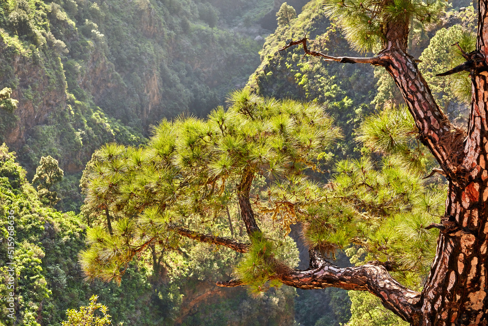西班牙加那利群岛拉帕尔马山区苏格兰松树树枝景观。森林