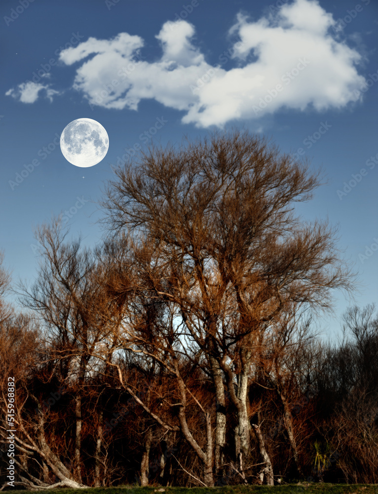 傍晚时分，在一片神奇的成片树木森林上方，可以看到满月的美景，还有复制空间。