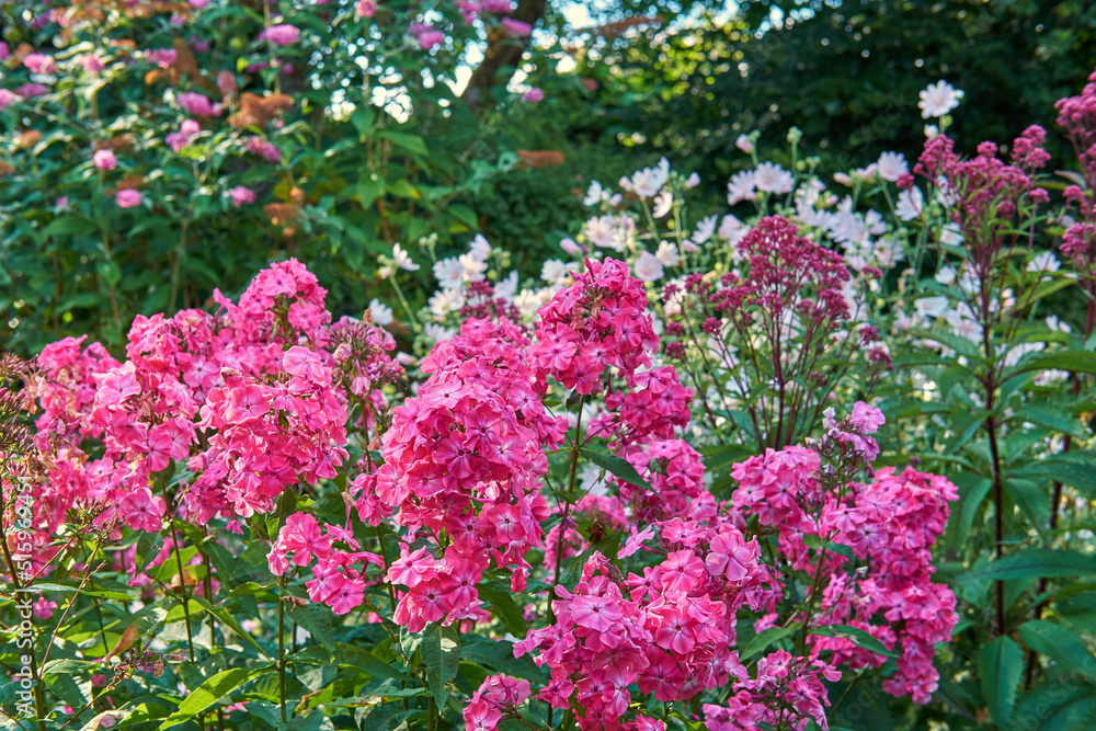 后院花园里长着一束粉红色的花。户外大自然中充满活力和明亮的植物o