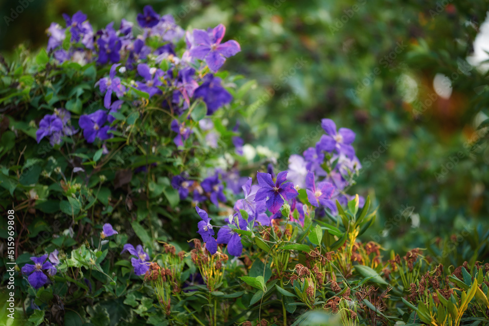 紫色铁线莲花生长在有复制空间的花园里。郁郁葱葱的绿色户外开着一束束花