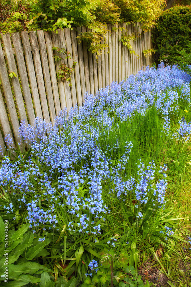 私人后院绿色灌木上生长和开花的常见蓝铃花景观图