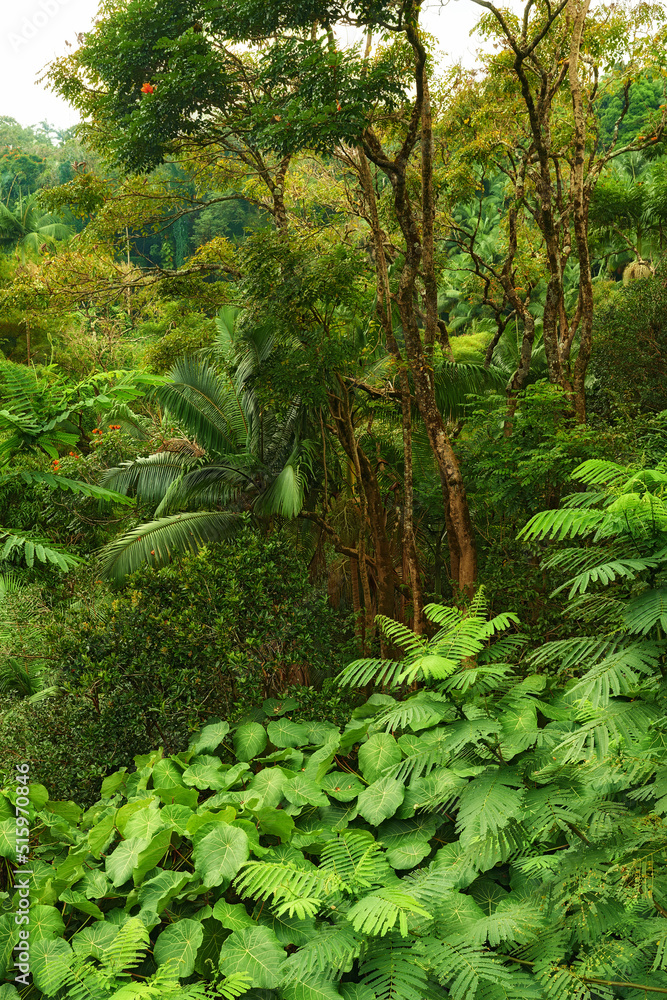 美国夏威夷郁郁葱葱的绿色森林中有许多树木和灌木。神奇的森林，自然之美，be