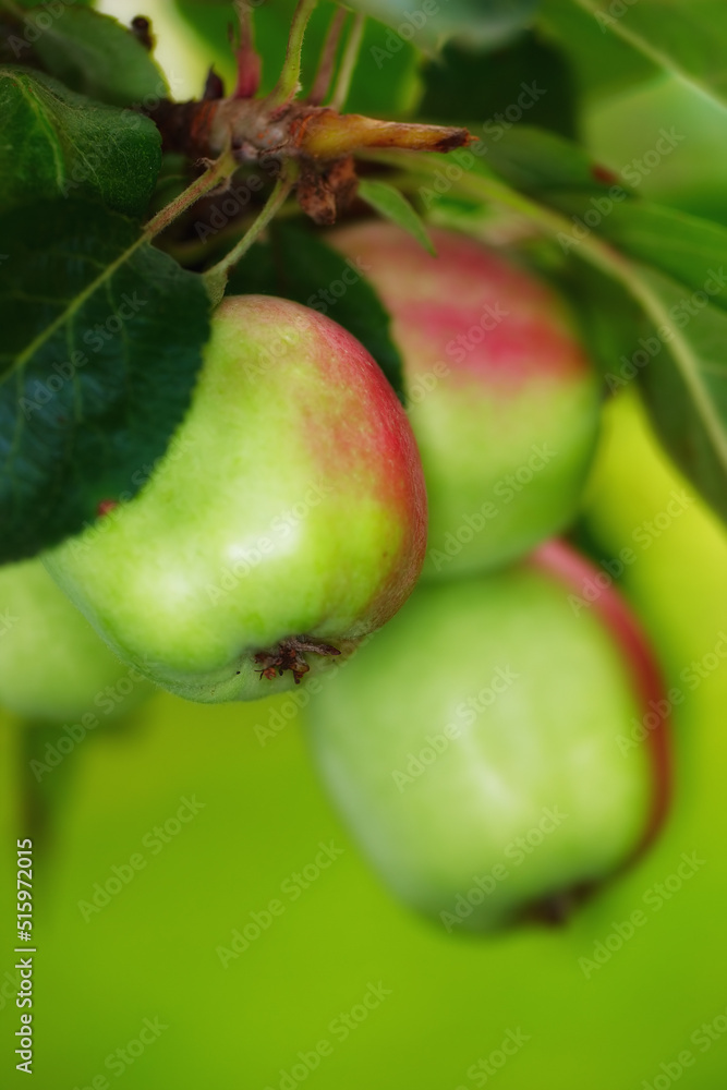 Closeup of ripe red apples hanging on a branch of a tree in an orchard outside against a blurred gre