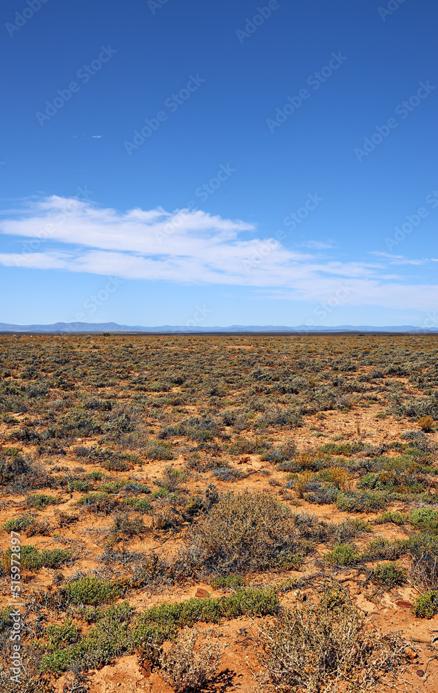 南非一个阳光明媚的日子里，一片干燥的高地稀树草原，有复制空间。一片贫瘠的空旷景观。