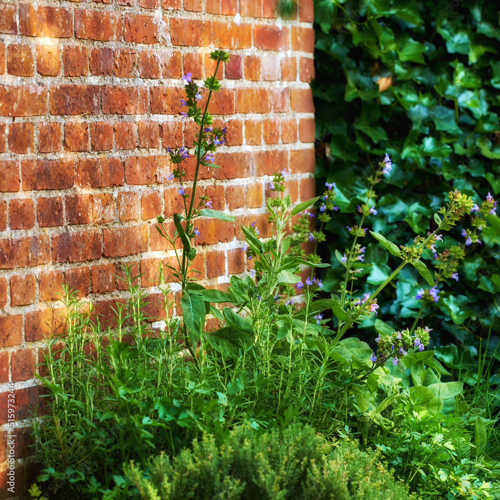 紫罗兰生长在郁郁葱葱的绿色后院花园里，靠墙生长。美丽的紫罗兰开花植物bloo