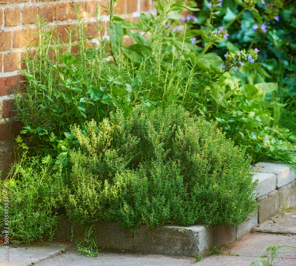 Overgrown wild herb garden growing on a cement curb or sidewalk next t a red brick wall. Various pla