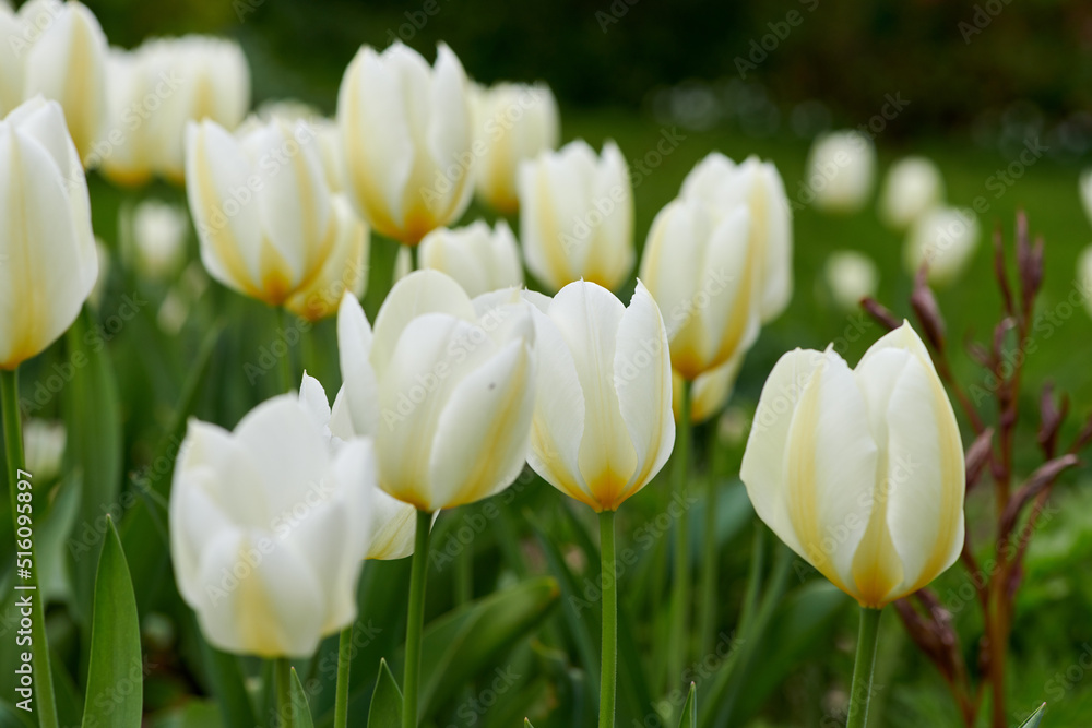 白色郁金香在家里郁郁葱葱的绿色花园里生长、开花、开花的近景。一束f