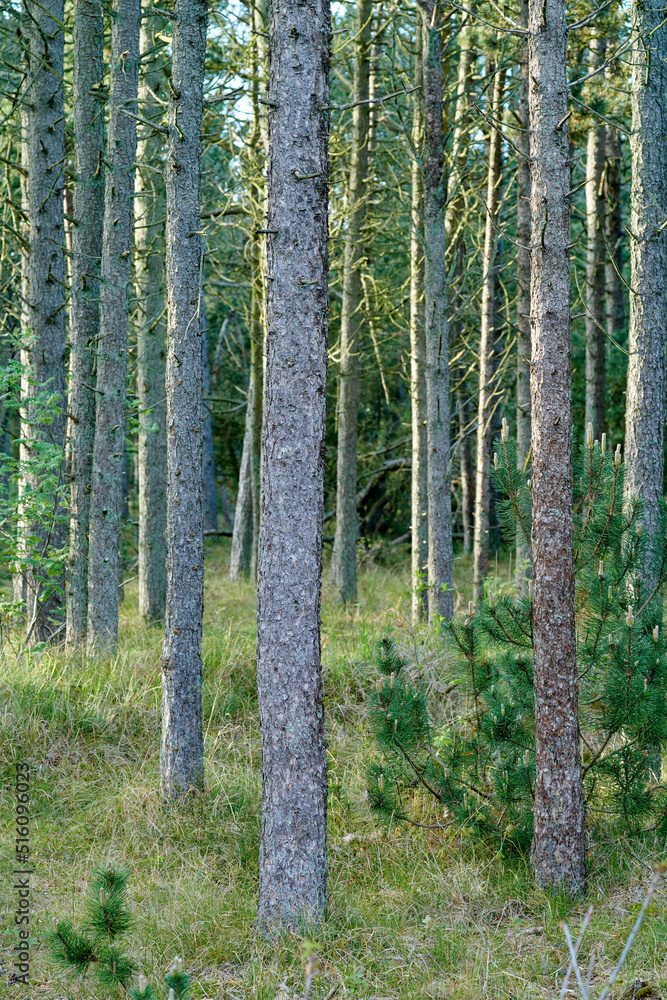 Trunks of pine trees in remote empty forest in the mountain in nature. Secluded woodland filled with