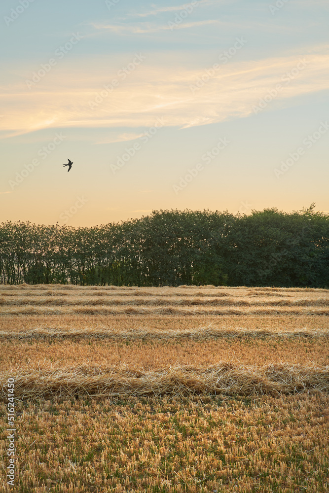 Copyspace with harvested rows of wheat and hay in an open field with a bird flying against a twiligh