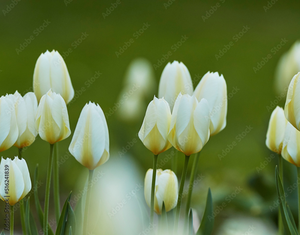 早春花园里美丽的白色郁金香，郁郁葱葱的绿叶。长出了一束花