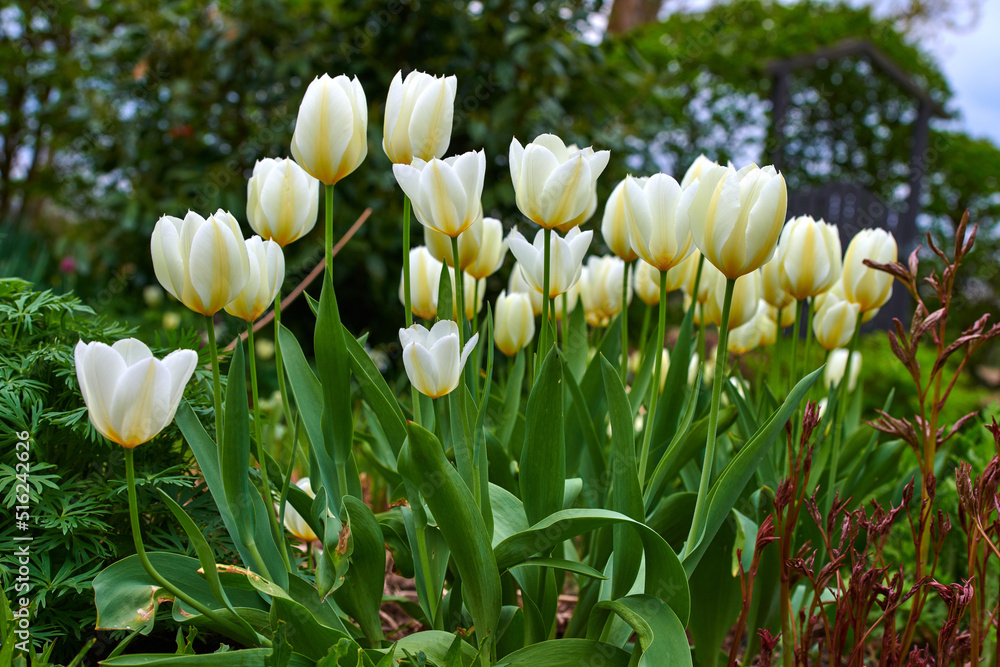 White tulip flowers growing in a garden. Beautiful flowering plants beginning to blossom on a field 