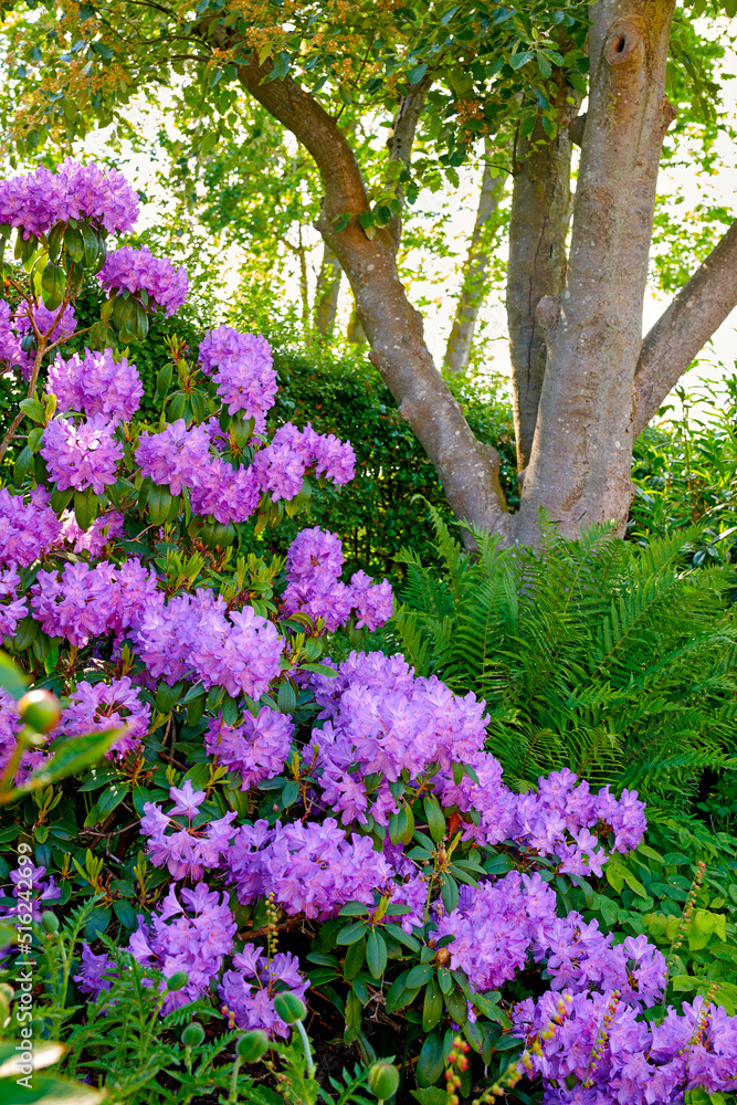 Purple Rhododendron flowers growing in a botanical garden in summer. Beautiful bush of violet flower