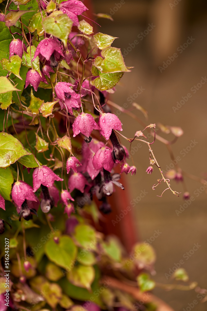偏远地区绿色茎上生长和开花的紫色蛇头贝母花特写