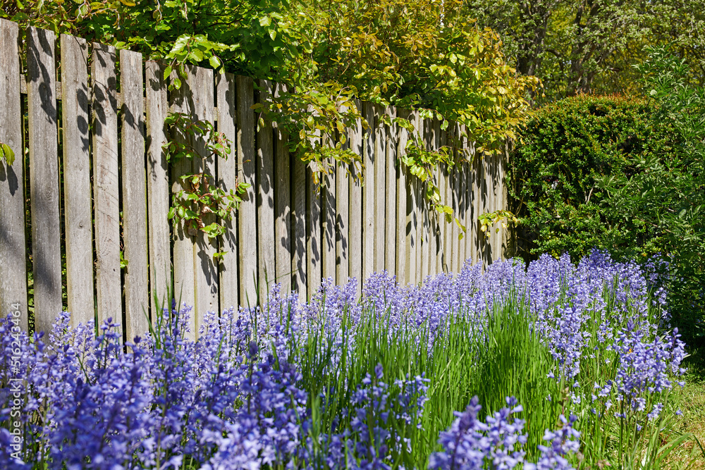 Rows of Bluebell growing in a green garden in outdoors with a wooden gate background. Many bunches o