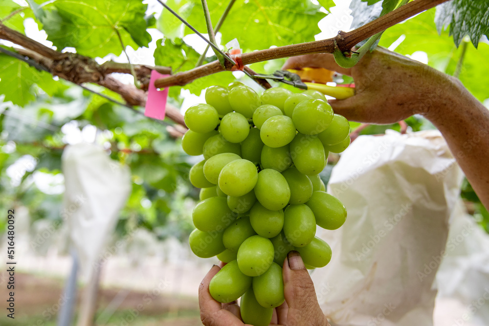 新鲜葡萄成熟，可在葡萄棚采摘