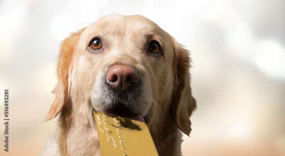 可爱的小狗嘴里叼着银行信用卡，等待网上销售。购物投资银行f