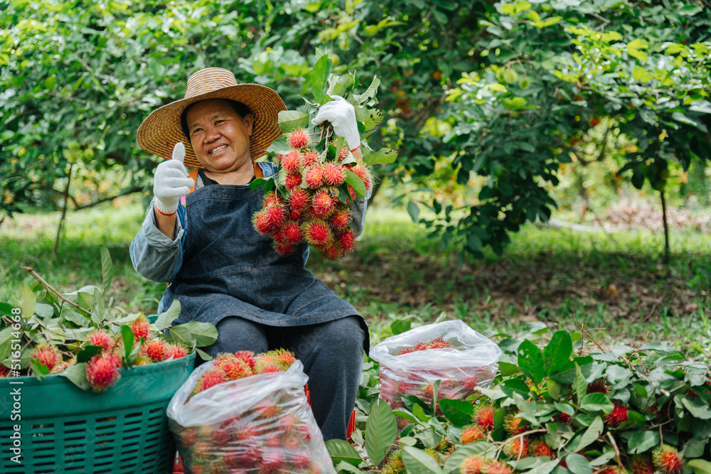 快乐的亚洲农妇在红毛丹花园竖起大拇指，手里拿着新鲜的红毛丹。有机水果