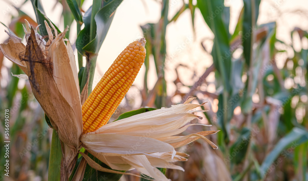 成熟玉米秸秆在农田收割