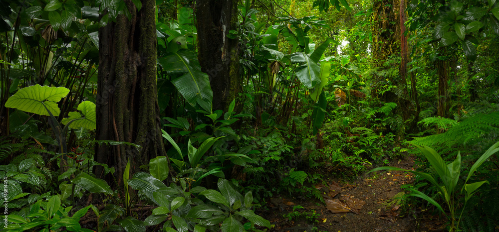 哥斯达黎加的热带雨林