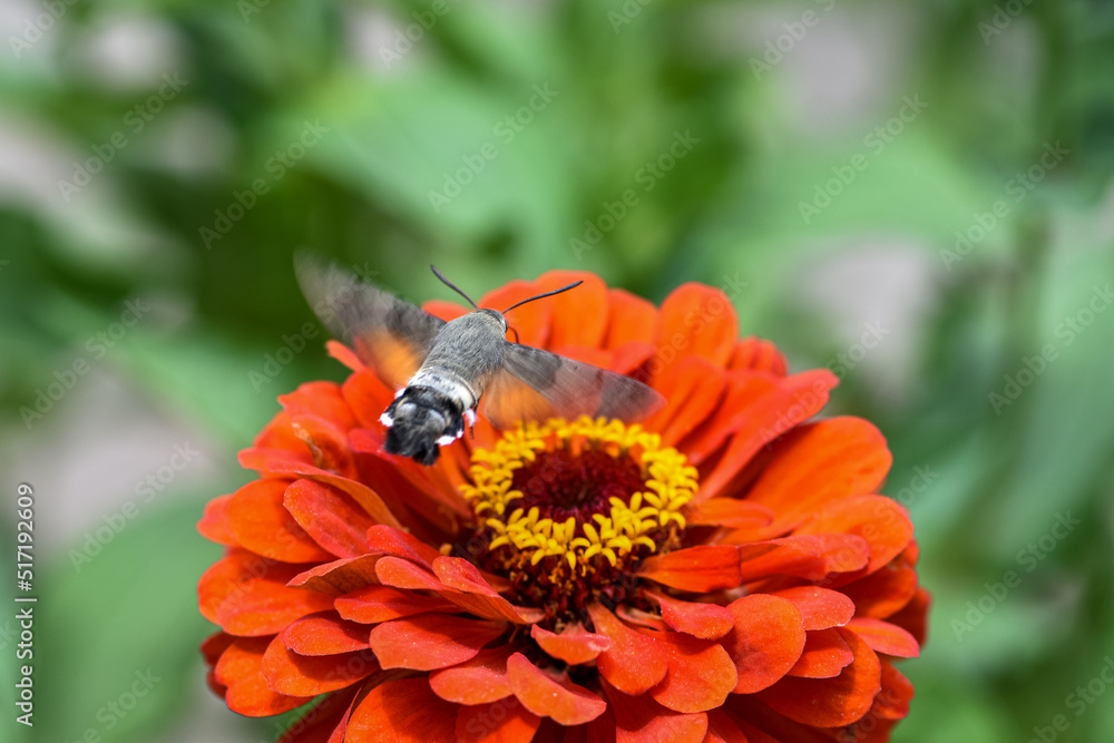 飞行中的宽缘蜂鹰蛾在花坛里吃大丽花花蜜
