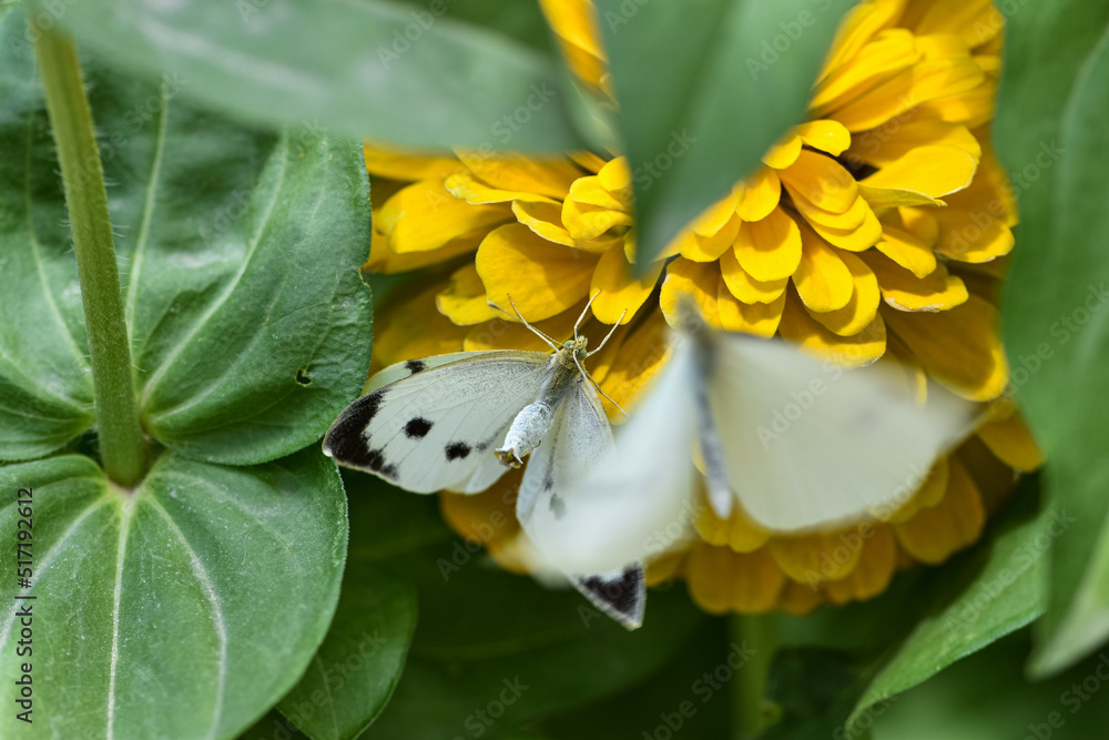 White butterflies in mate flight on dahlia flower in the flower bed