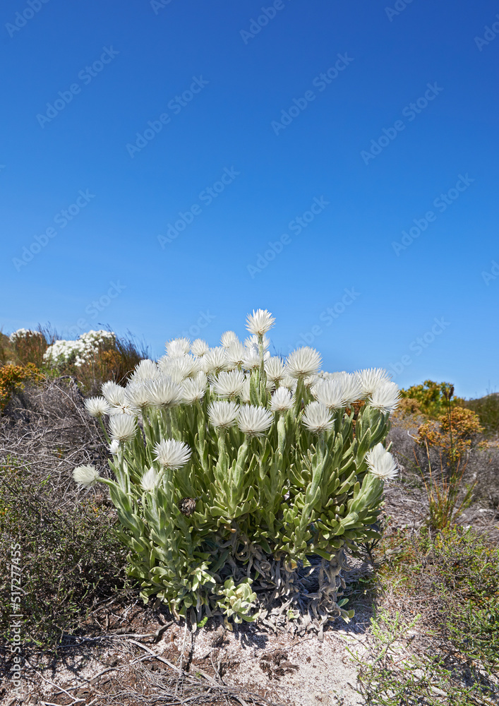 复制开普省宁静野生的自然保护区中生长着白色的银杉花的空间