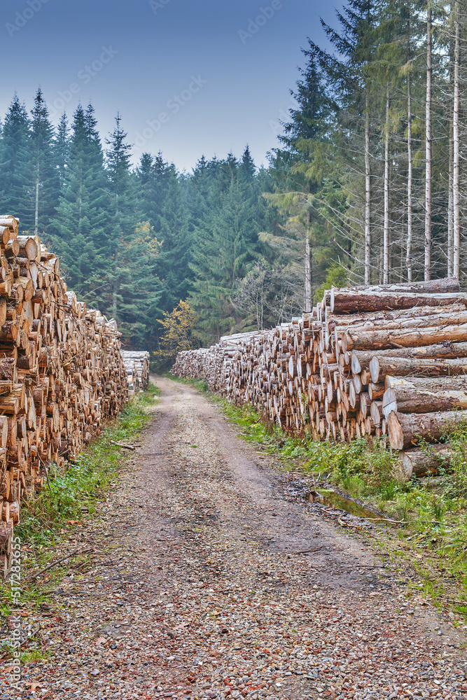 欧洲一片人工松林外的木材厂里堆放的树桩。森林砍伐
