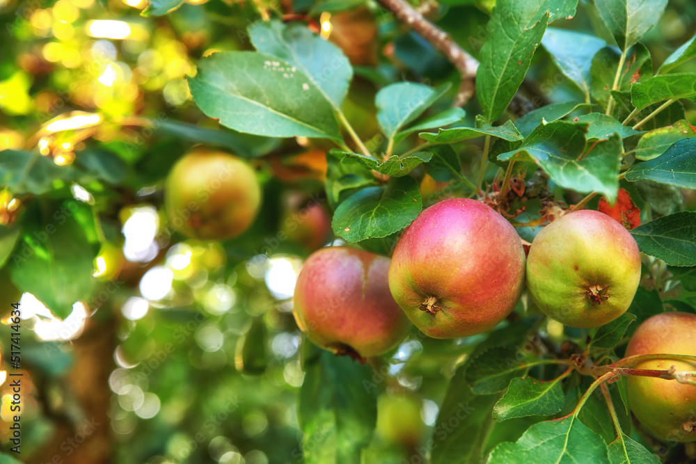 偏远国家农场可持续果园里一棵树上成熟的红苹果和绿苹果的特写