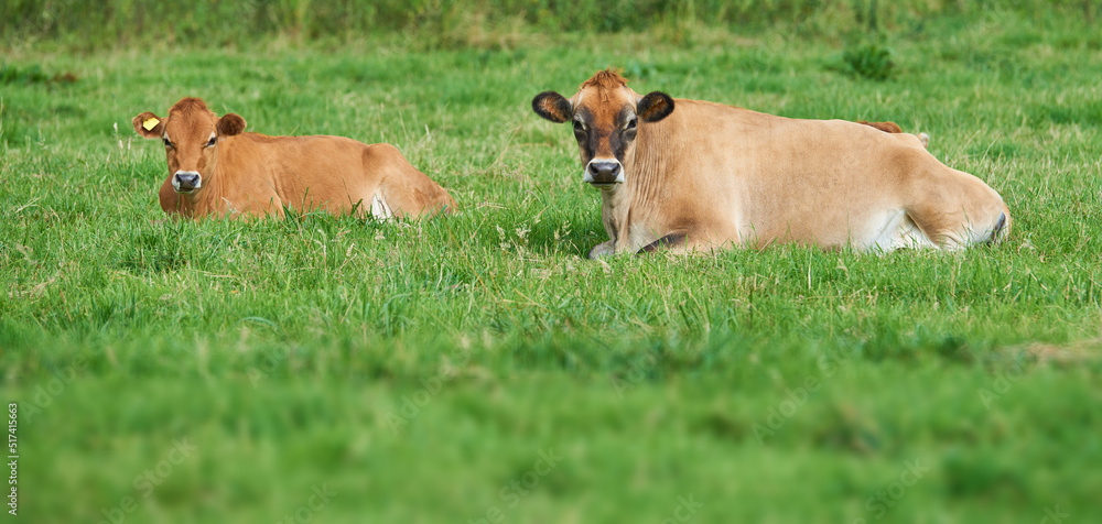 两头棕色奶牛躺在农村的有机绿色奶牛场上
1173202181,石墙背景