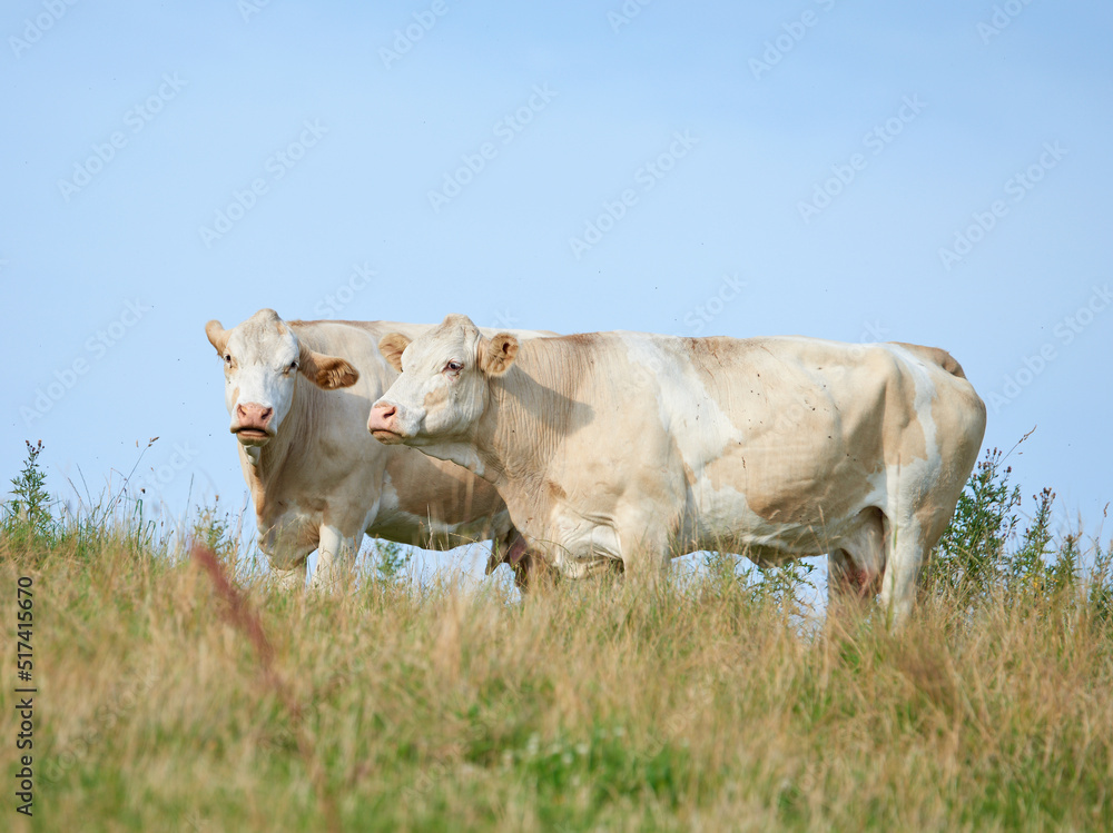 Raising and breeding livestock cattle on a farm for beef and dairy industry. Landscape animals on pa