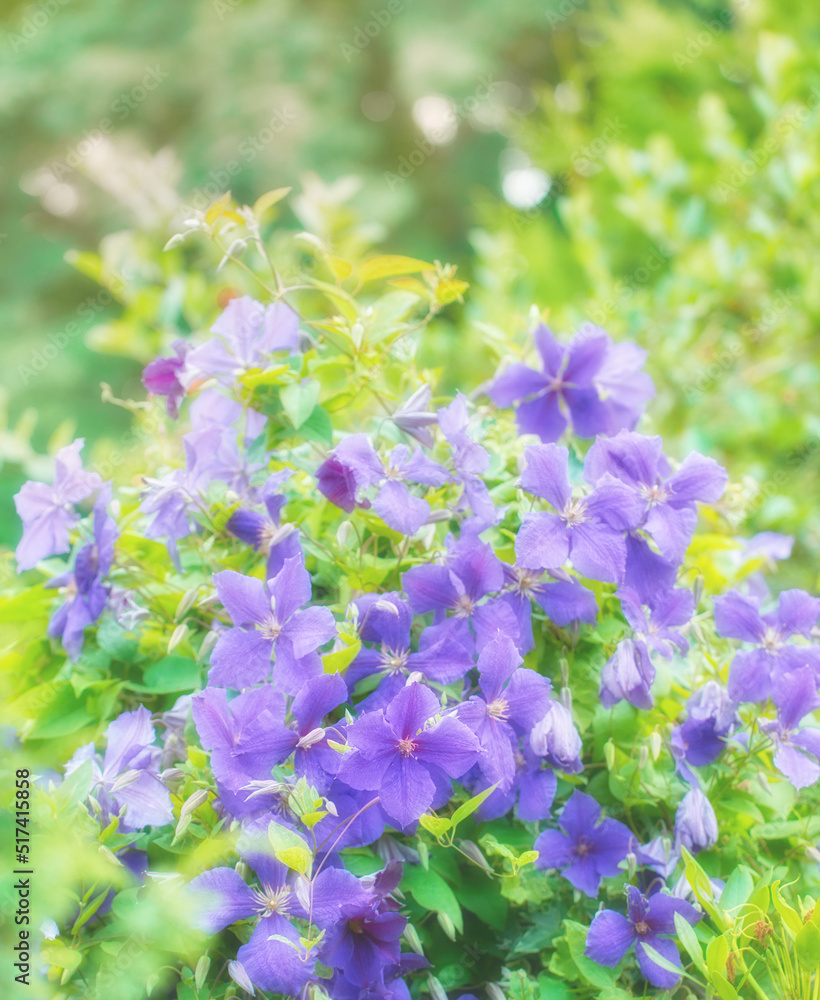 户外阳光明媚的日子里，植物园里生长着紫色或蓝色的天竺葵花。妈妈的特写