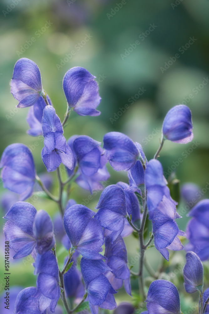 蓝附子花作为草药和药用植物生长、开花和开花的特写