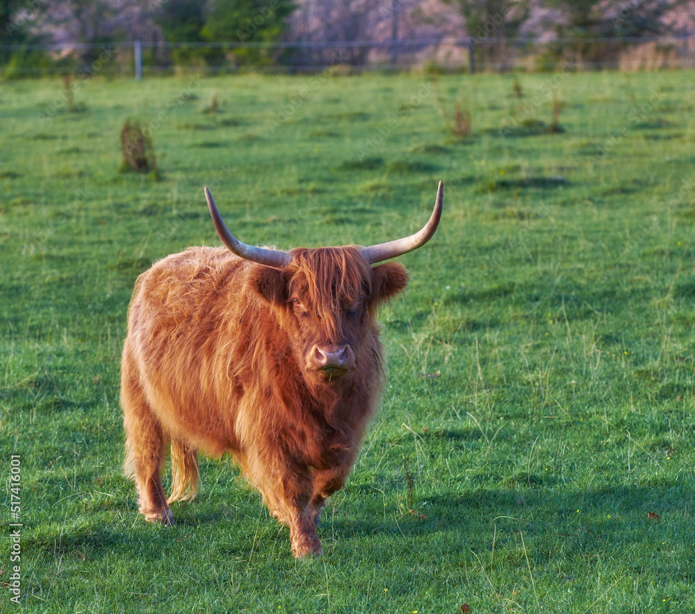 棕色长毛牛，长着大角或鹿角，站在绿草地里。高地牛grazi