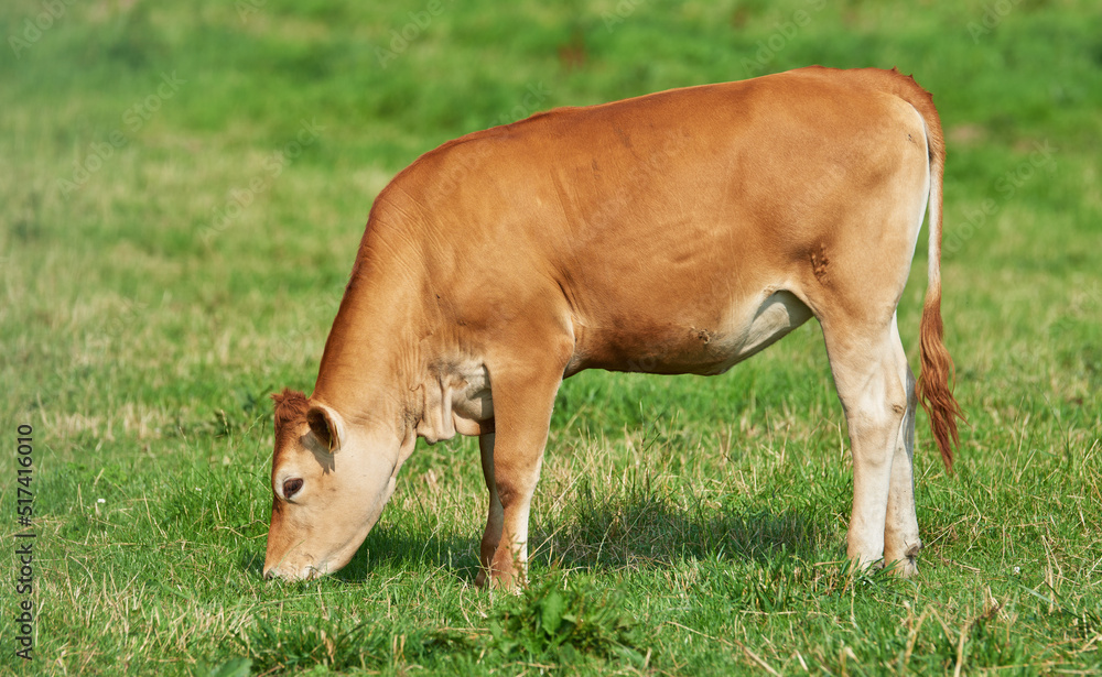 棕色小牛在农村的绿色农田上吃草。奶牛或牲畜站在草地上