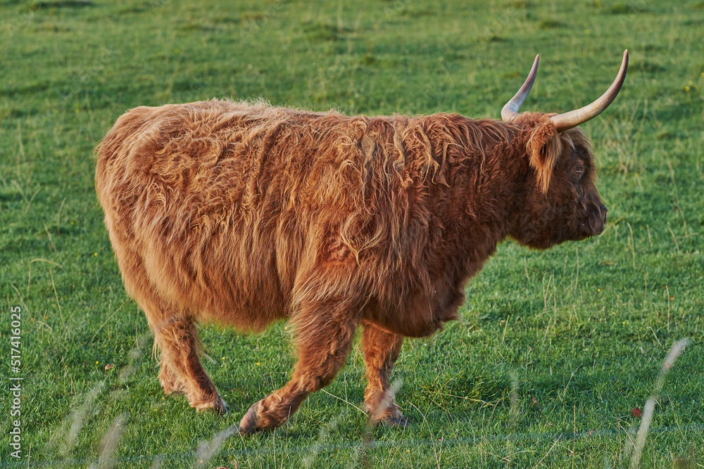 高地奶牛走在绿色的夏日田野上。披着红色皮毛的沙哑牛在草地上漫步。第六面
