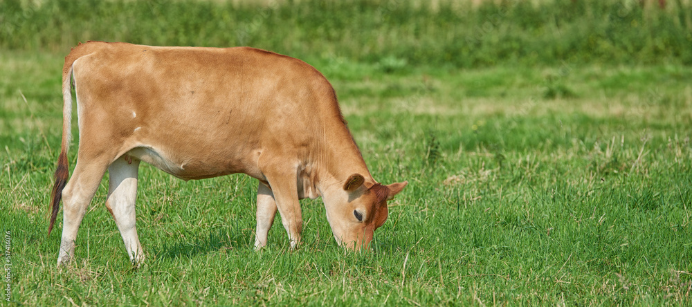 一头棕色奶牛在农村的有机绿色奶牛场吃草。牧场里的牛或牲畜