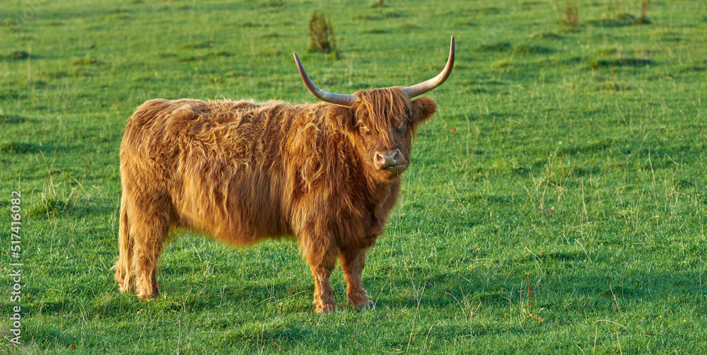 在牛肉产业农场饲养苏格兰品种的牛和牲畜。动物景观