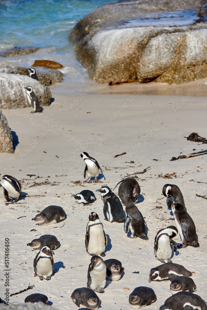 博尔德海滩黑脚非洲企鹅繁殖海岸和野生动物保护区