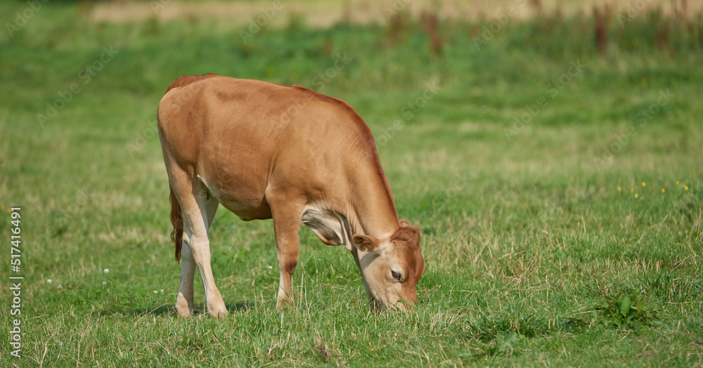 棕色小牛在农村的绿色农田里吃草。奶牛或牲畜站在草地上