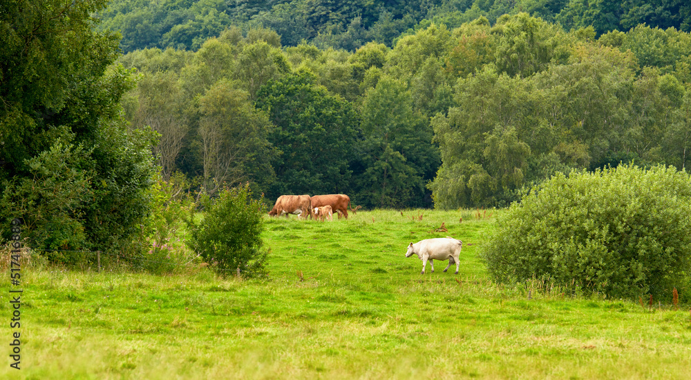 Brown and white cows on a field with trees in the background and copy space. Cattle or livestock ani