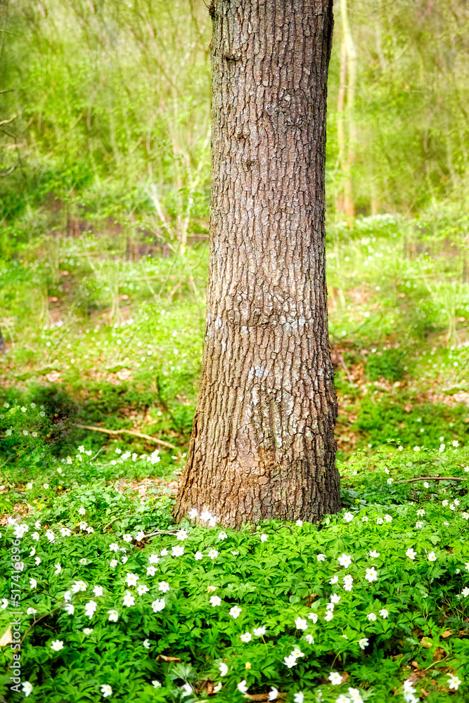 春天郁郁葱葱的绿色森林中生长的一棵树的特写景观。废弃的天然林地
