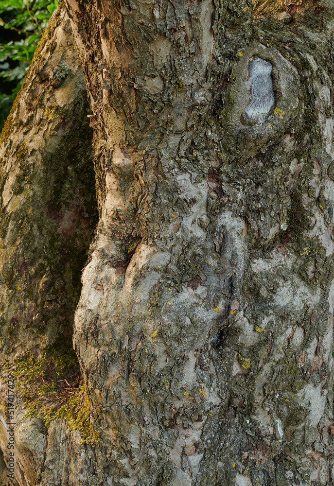 安静的森林或树林中古老针叶树干上破碎树皮的特写。胭脂的纹理细节
