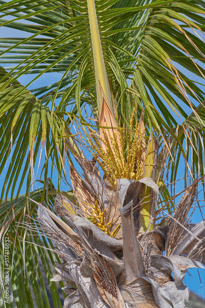 一棵椰子树，郁郁葱葱的绿叶在阳光下闪闪发光，是异国情调的天堂度假胜地或热带地区