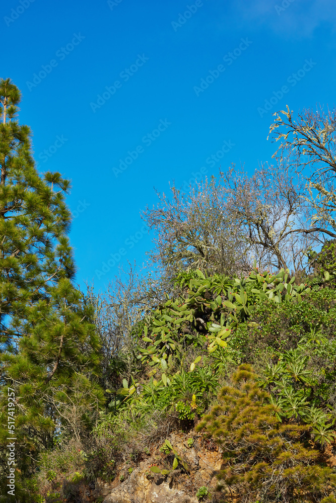 西班牙加那利群岛拉帕尔马岛上郁郁葱葱的森林。树木景观