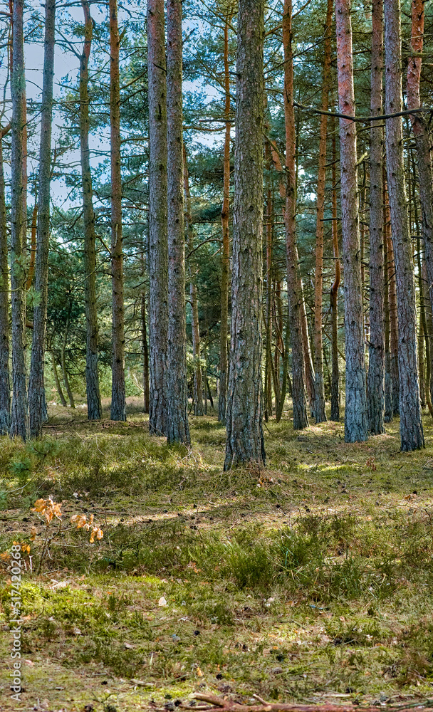 Landscape view of pine, fir or cedar trees growing in a remote, coniferous forest in Denmark. Woods 